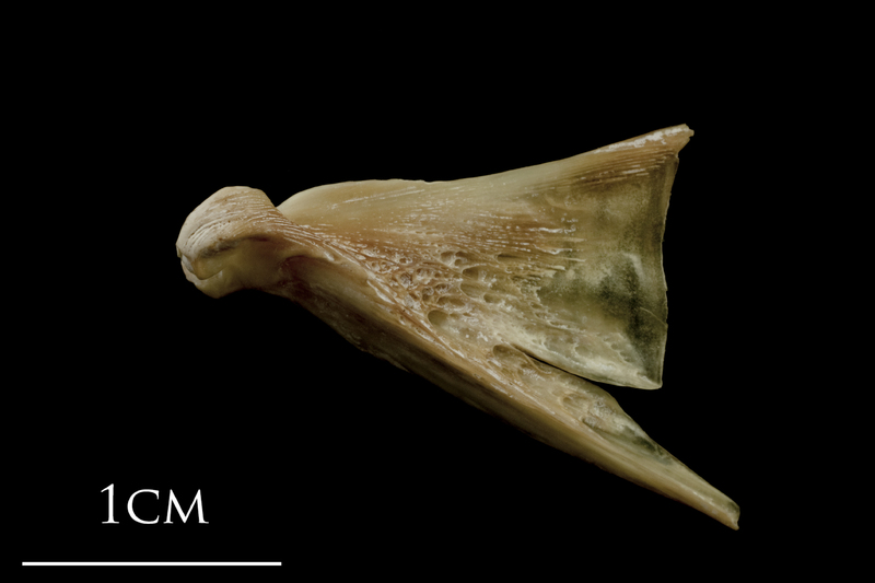 Turbot quadrate medial view