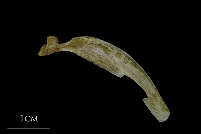 Spanish mackerel maxilla lateral view