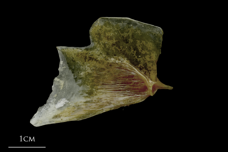 Spanish mackerel opercular medial view