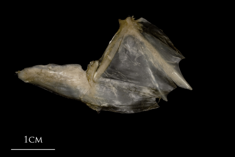 White grouper opercular subopercular complex lateral view