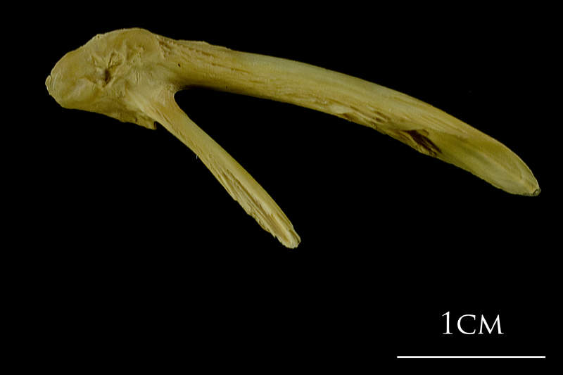 Atlantic cod posttemporal medial view