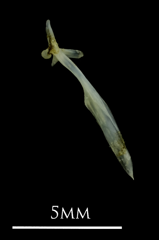 Small sandeel maxilla lateral view