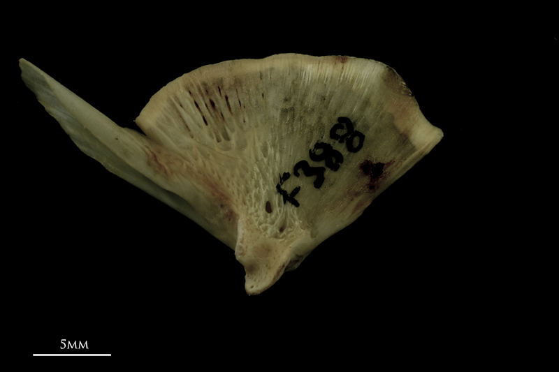 Atlantic salmon quadrate medial view