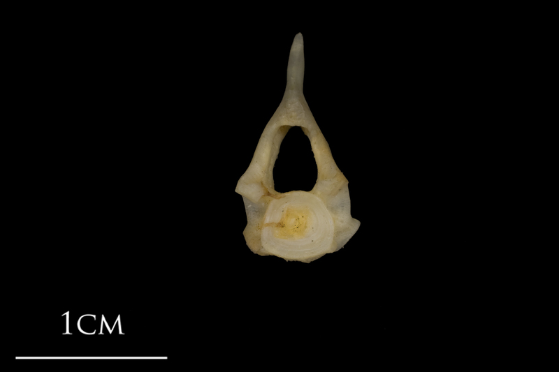 Shore rockling precaudal vertebra anterior view