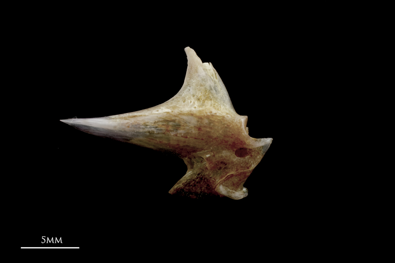 Red seabream articular lateral view