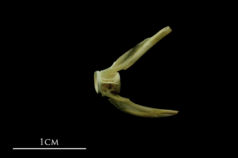 John dory ultimate vertebra lateral view