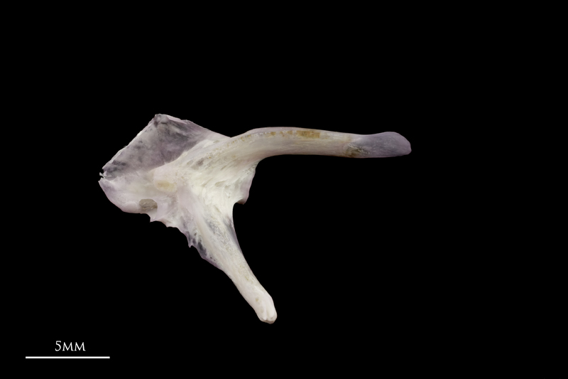 Red seabream posttemporal medial view