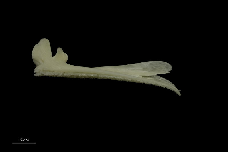 Burbot premaxilla lateral view