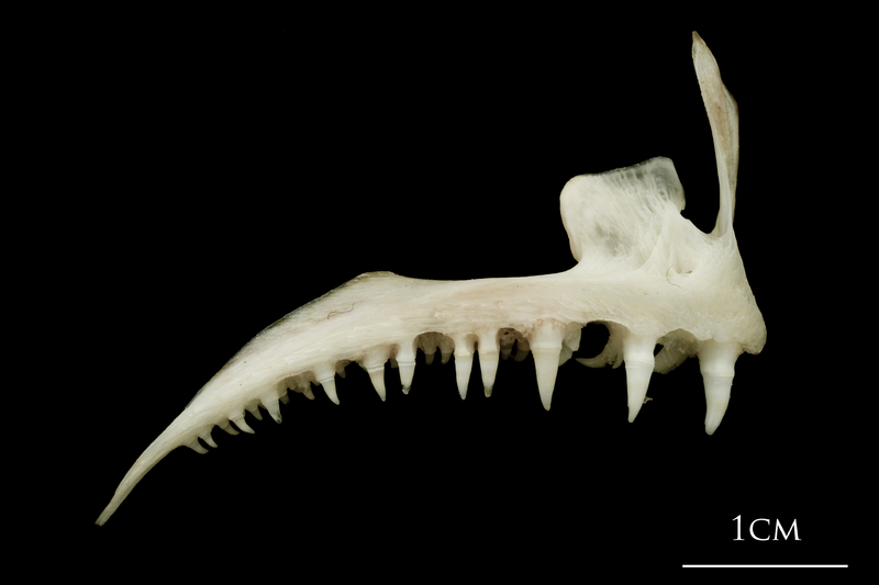 Atlantic halibut premaxilla lateral view