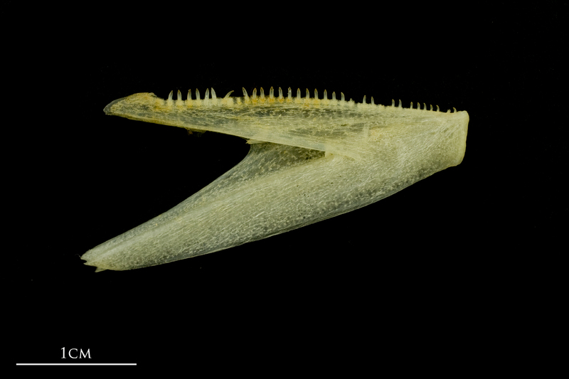 Atlantic mackerel dentary medial view