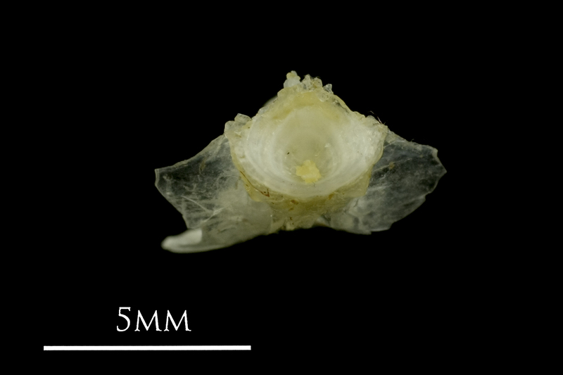 Ruffe basioccipital posterior view