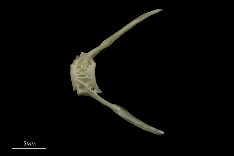 Grayling ultimate vertebra lateral view