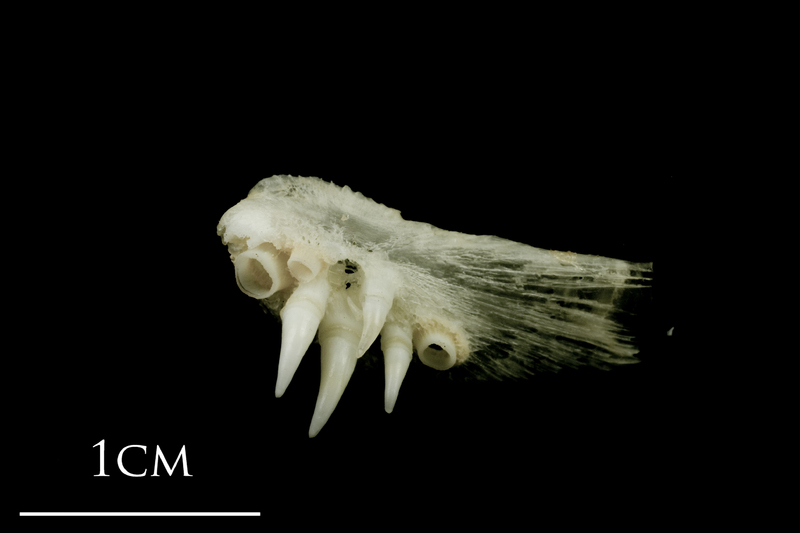 Atlantic halibut pharyngeal dorsal view