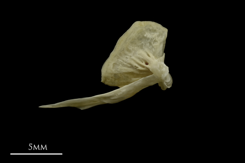 Grayling quadrate medial view