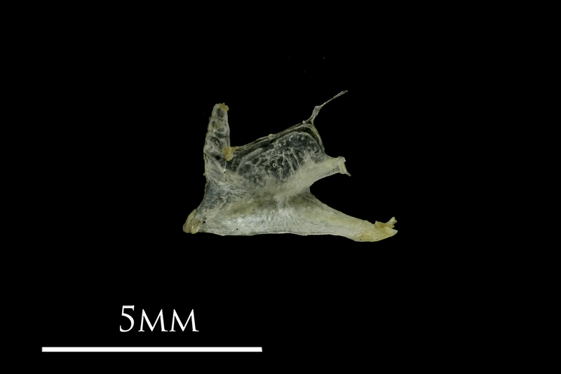 Three-spined stickleback dentary medial view