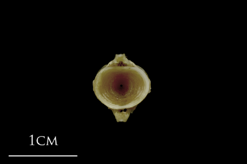 Spanish mackerel caudal vertebra anterior view