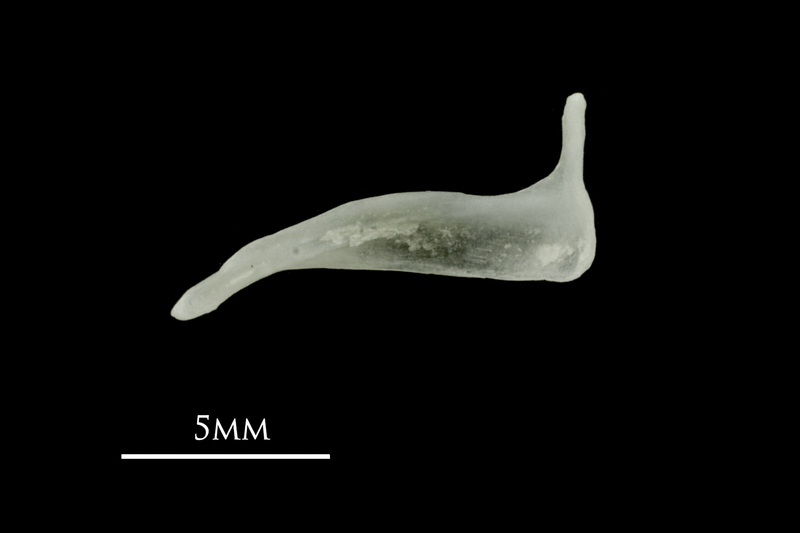 Roach premaxilla medial view