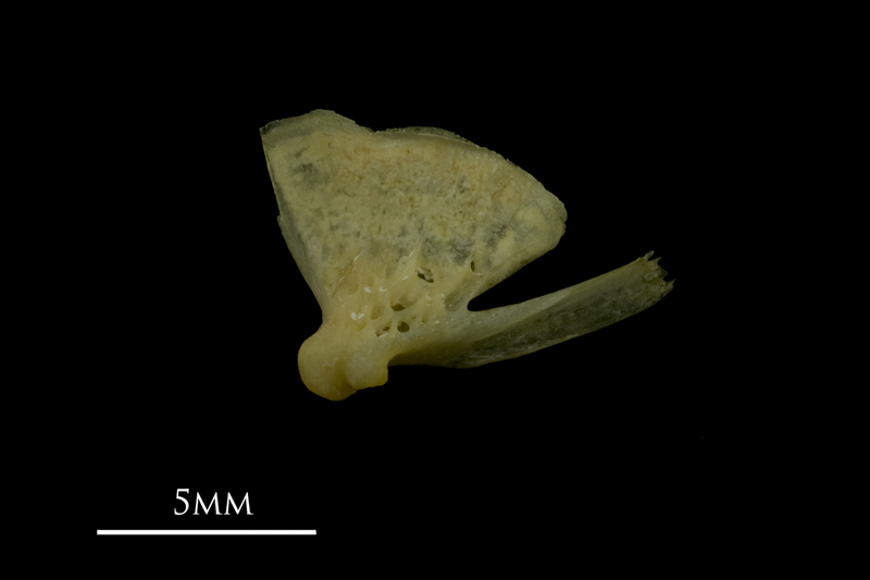 Arctic Char quadrate lateral view