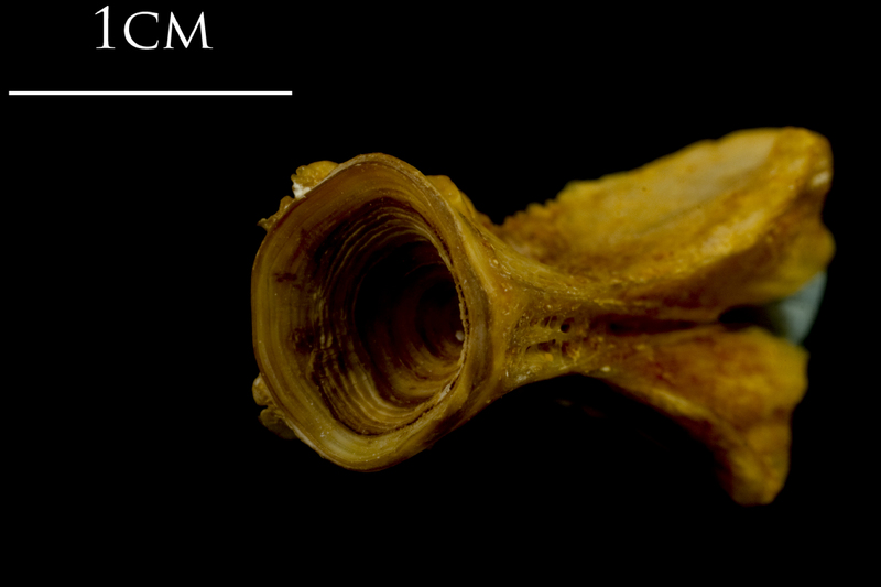 Thinlip grey mullet  basioccipital posterior view