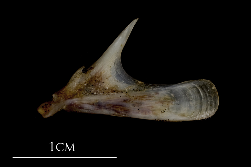 Sea scorpion quadrate medial view