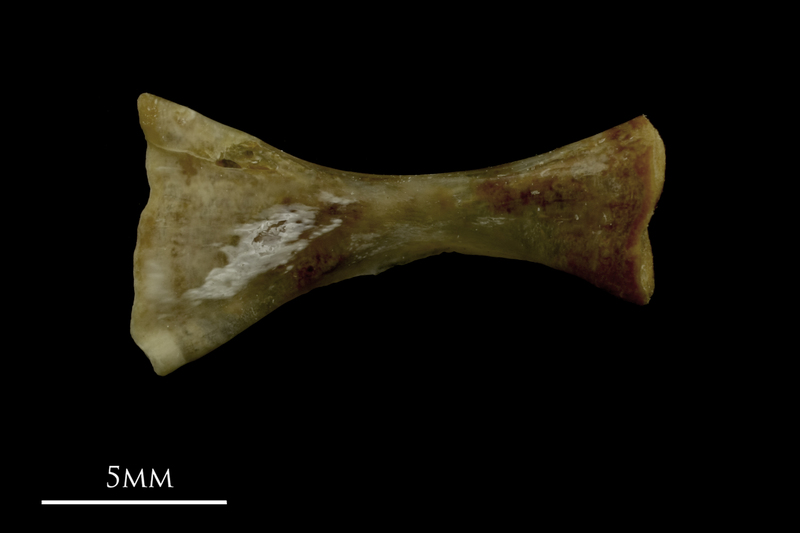 Grayling ceratohyal medial view