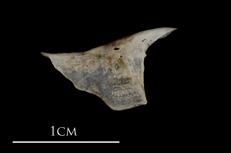 Sea scorpion for assessment lateral view