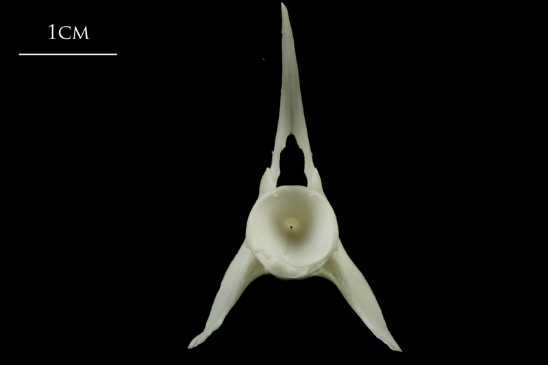 Ling precaudal vertebra posterior view