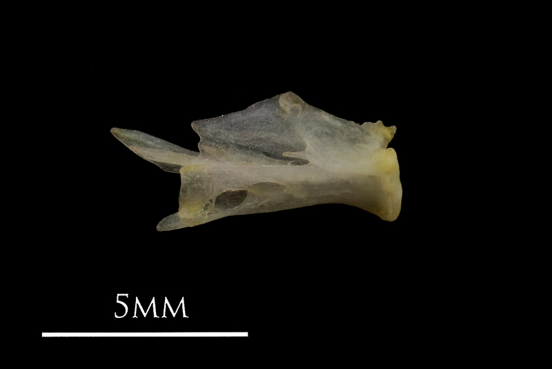 European eel quadrate medial view