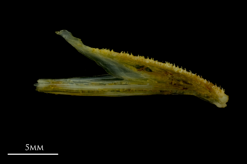 Grey gurnard dentary medial view