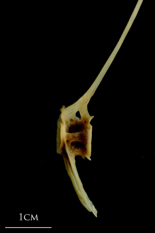 Ballan wrasse caudal vertebra lateral view