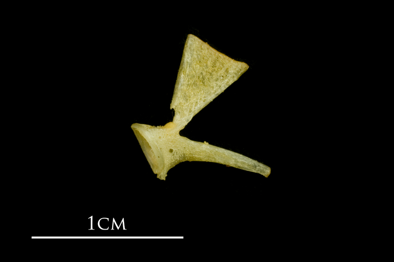 Atlantic mackerel ultimate vertebra lateral view