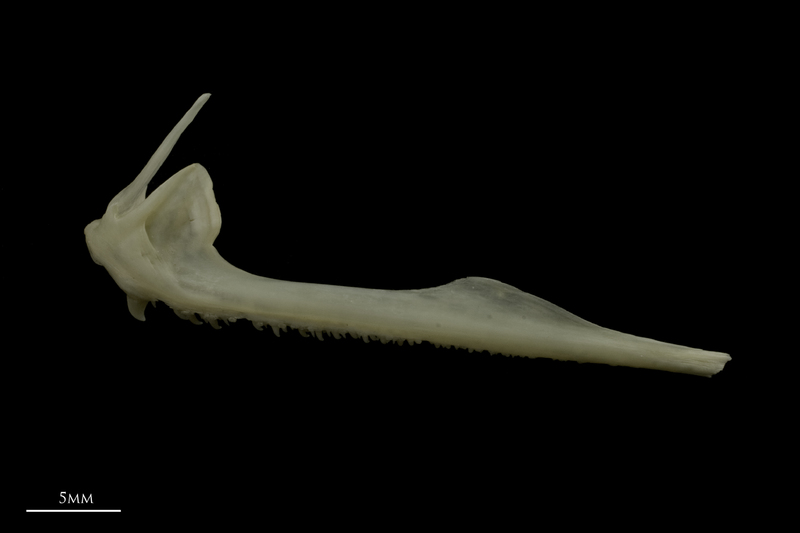 Zander premaxilla lateral view