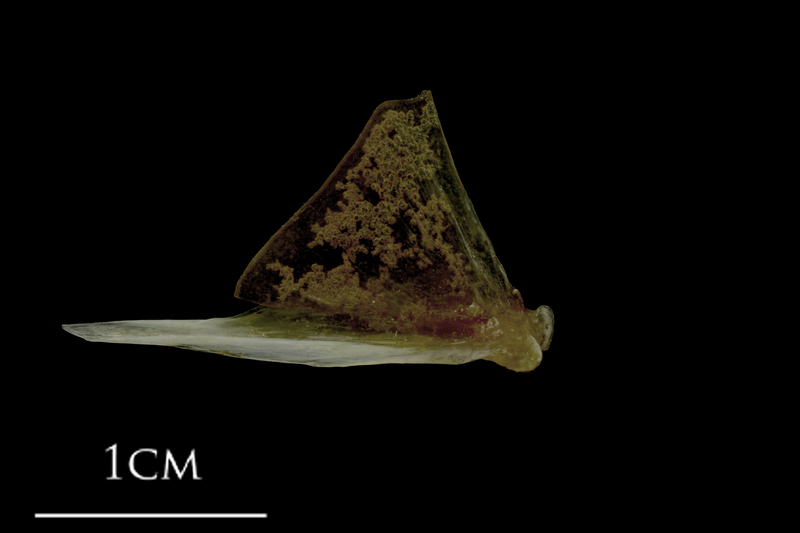 Spanish mackerel quadrate medial view