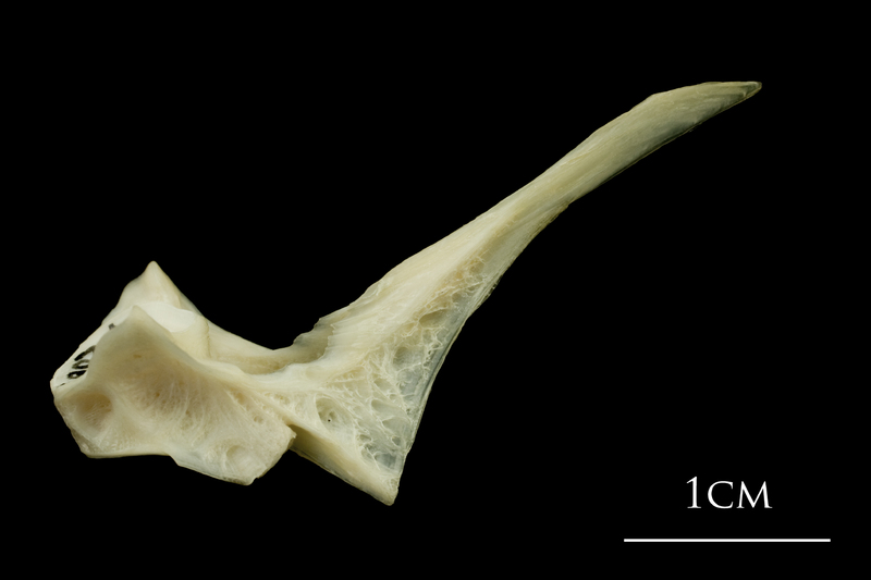 Haddock first vertebra lateral view