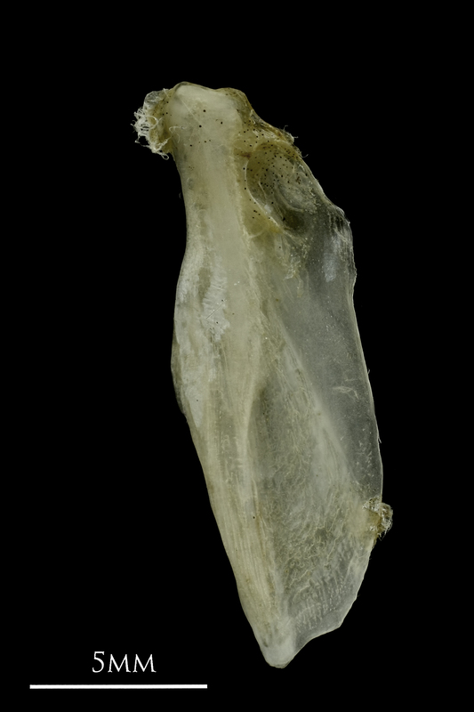 Common pandora supracleithrum lateral view