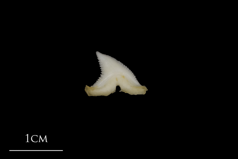 Blue Shark teeth medial view