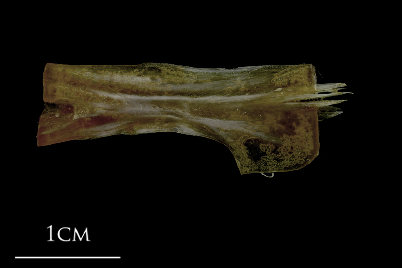 Spanish mackerel ceratohyal lateral view