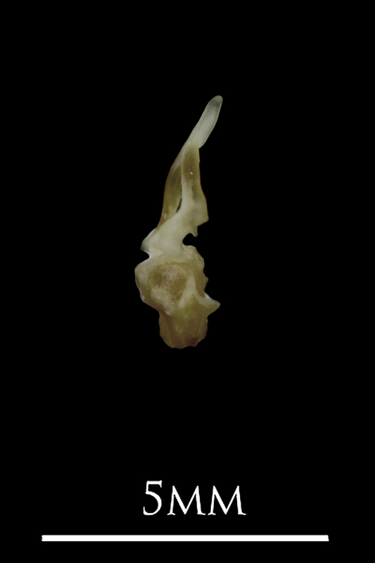 Eelpout first vertebra lateral view