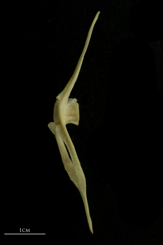 Bib caudal vertebra lateral view