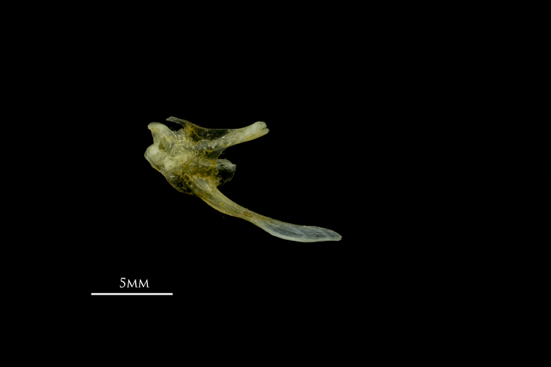 Scad posttemporal medial view