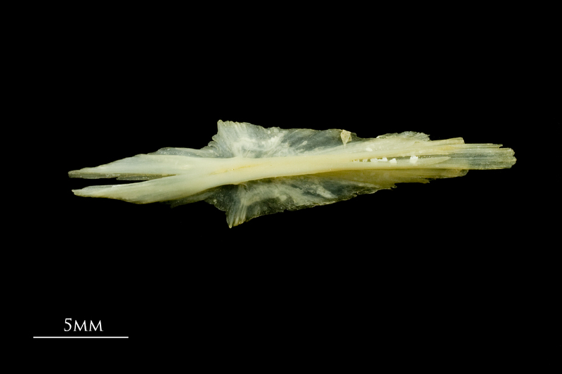 Five-Bearded Rockling parasphenoid ventral view