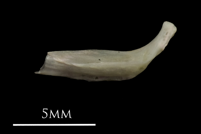 European eel epihyal lateral view