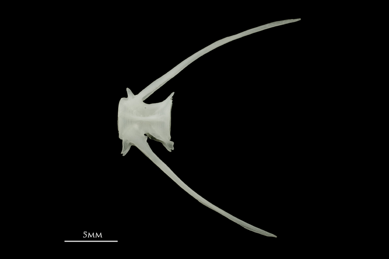 Roach caudal vertebra lateral view