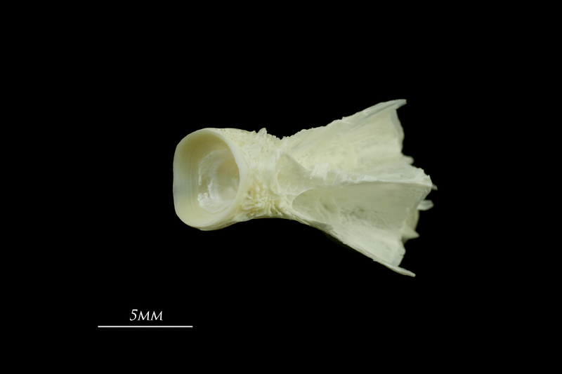 European seabass basioccipital dorsal view