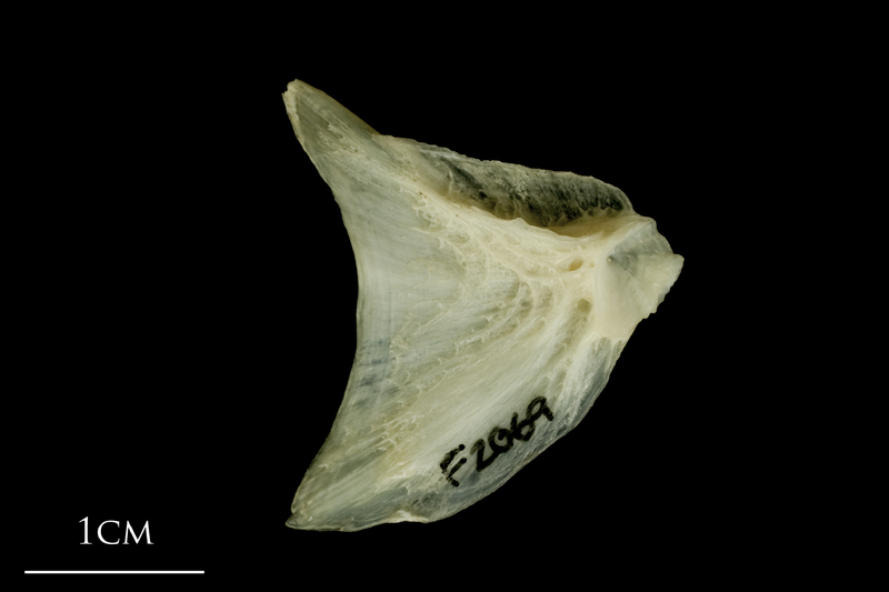 Haddock opercular medial view