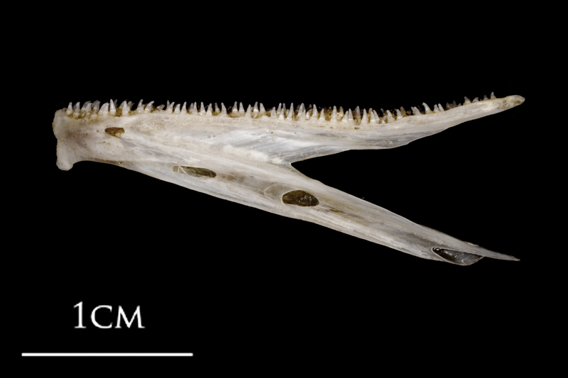 Sea scorpion dentary lateral view