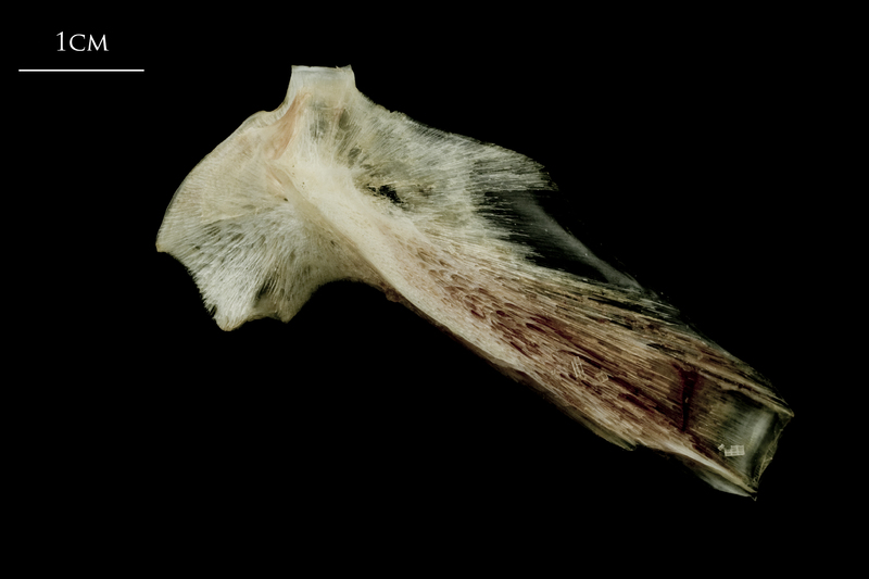 Atlantic halibut hyomandibular lateral view