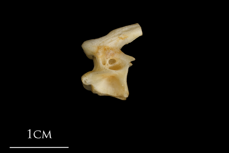 Shore rockling precaudal vertebra lateral view