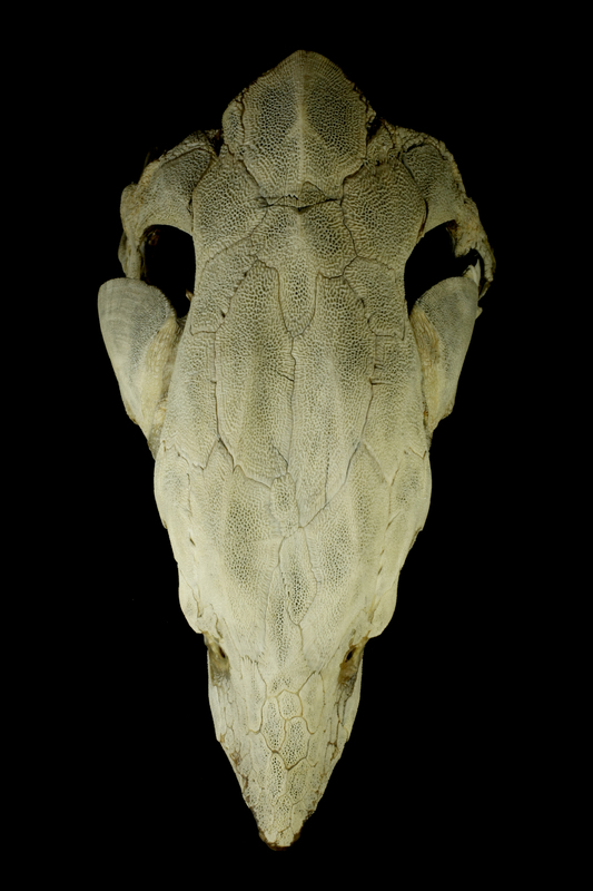 Sturgeon skull dorsal view