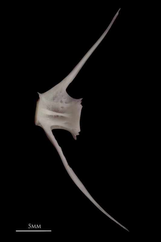 Parrot fish caudal vertebra lateral view